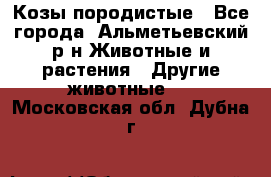 Козы породистые - Все города, Альметьевский р-н Животные и растения » Другие животные   . Московская обл.,Дубна г.